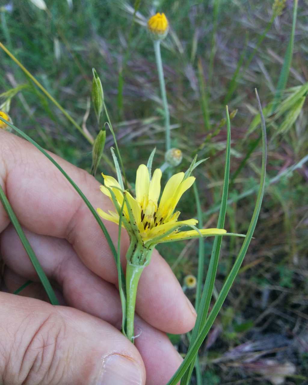 Tragopogon dubius